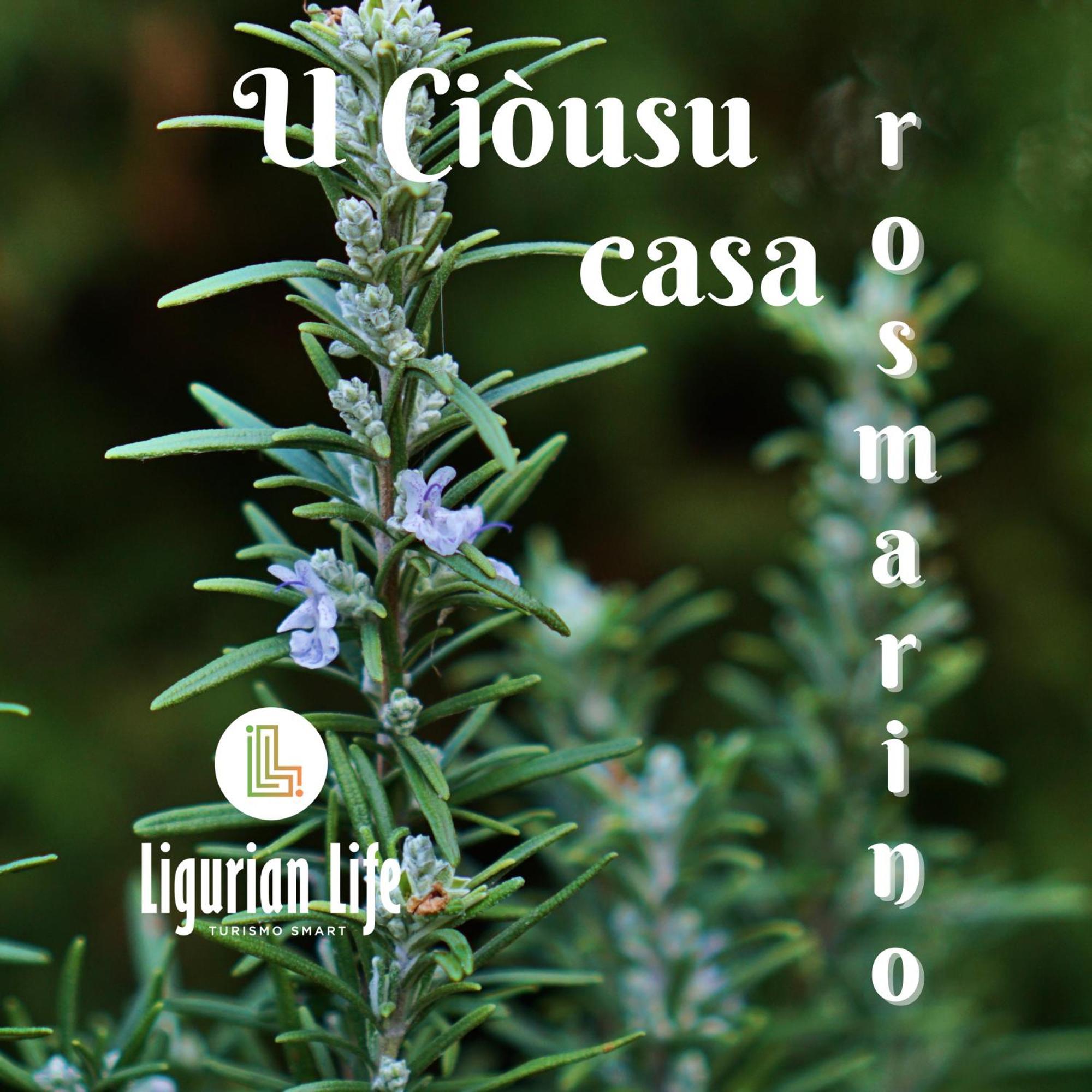U Ciousu By Ligurian Life Appartamenti In Agriturismo Vallebona Oda fotoğraf